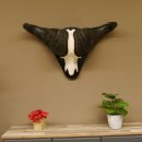 Kaffernbüffel Breite 85 cm Schädeltrophäe Büffel Afrika Schädel Trophäe 88.10.30