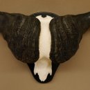 Kaffernbüffel Breite 85 cm Schädeltrophäe Büffel Afrika Schädel Trophäe 88.10.30