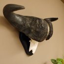 Kaffernbüffel Breite 85 cm Schädeltrophäe Büffel Afrika Schädel Trophäe 88.10.30