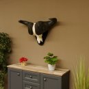 Kaffernbüffel Breite 85 cm Schädeltrophäe Büffel Afrika Schädel Trophäe 88.10.30