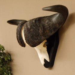 Kaffernbüffel Breite 85 cm Schädeltrophäe Büffel Afrika Schädel Trophäe 88.10.30