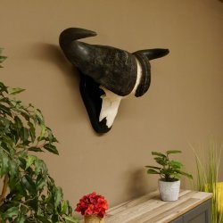 Kaffernbüffel Breite 85 cm Schädeltrophäe Büffel Afrika Schädel Trophäe 88.10.30
