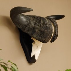 Kaffernbüffel Breite 85 cm Schädeltrophäe Büffel Afrika Schädel Trophäe 88.10.30