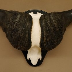 Kaffernbüffel Breite 85 cm Schädeltrophäe Büffel Afrika Schädel Trophäe 88.10.30
