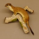 Hermelin Wiesel Sommer Fell Präparat Höhe 26 cm...