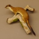 Hermelin Wiesel Sommer Fell Präparat Höhe 26 cm...