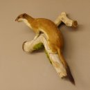 Hermelin Wiesel Sommer Fell Präparat Höhe 26 cm Tierpräparat taxidermy 89.2.84