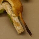 Hermelin Wiesel Sommer Fell Präparat Höhe 26 cm Tierpräparat taxidermy 89.2.84