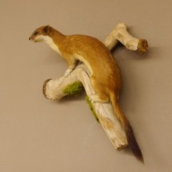 Hermelin Wiesel Sommer Fell Präparat Höhe 26 cm Tierpräparat taxidermy 89.2.84