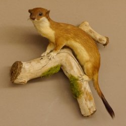 Hermelin Wiesel Sommer Fell Präparat Höhe 26 cm Tierpräparat taxidermy 89.2.84