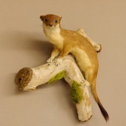 Hermelin Wiesel Sommer Fell Präparat Höhe 26 cm Tierpräparat taxidermy 89.2.84