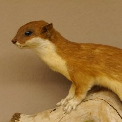 Hermelin Wiesel Sommer Fell Präparat Höhe 26 cm Tierpräparat taxidermy 89.2.84