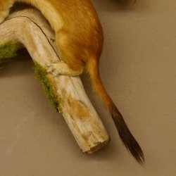 Hermelin Wiesel Sommer Fell Präparat Höhe 26 cm Tierpräparat taxidermy 89.2.84