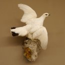 Schneehuhn Alpenschneehuhn Ganzpräparat...