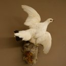 Schneehuhn Alpenschneehuhn Ganzpräparat...