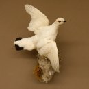 Schneehuhn Alpenschneehuhn Ganzpräparat Präparat mit Herkunftsnachweis 90.61.8