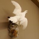Schneehuhn Alpenschneehuhn Ganzpräparat Präparat mit Herkunftsnachweis 90.61.8