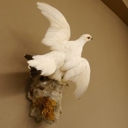 Schneehuhn Alpenschneehuhn Ganzpräparat Präparat mit Herkunftsnachweis 90.61.8