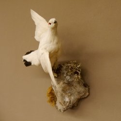 Schneehuhn Alpenschneehuhn Ganzpräparat Präparat mit Herkunftsnachweis 90.61.8