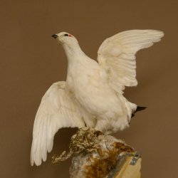 Schneehuhn Alpenschneehuhn Ganzpräparat Präparat mit Herkunftsnachweis 90.61.8
