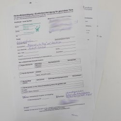 Schneehuhn Alpenschneehuhn Ganzpräparat Präparat mit Herkunftsnachweis 90.61.8