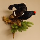 Birkhuhn Huhn Ganzpräparat Präparat Höhe...