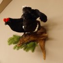 Birkhuhn Huhn Ganzpräparat Präparat Höhe 60 cm mit Herkunftsnachweis 90.2.19