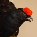 Birkhuhn Huhn Ganzpräparat Präparat Höhe 60 cm mit Herkunftsnachweis 90.2.19