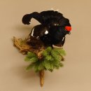 Birkhuhn Huhn Ganzpräparat Präparat Höhe 60 cm mit Herkunftsnachweis 90.2.19