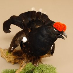 Birkhuhn Huhn Ganzpräparat Präparat Höhe 60 cm mit Herkunftsnachweis 90.2.19