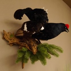 Birkhuhn Huhn Ganzpräparat Präparat Höhe 60 cm mit Herkunftsnachweis 90.2.19