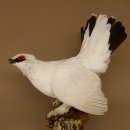 Schneehuhn Alpenschneehuhn Ganzpräparat...