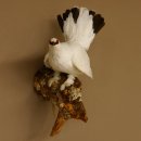 Schneehuhn Alpenschneehuhn Ganzpräparat...