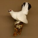 Schneehuhn Alpenschneehuhn Ganzpräparat Präparat mit Herkunftsnachweis 90.61.9
