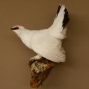 Schneehuhn Alpenschneehuhn Ganzpräparat Präparat mit Herkunftsnachweis 90.61.9