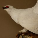 Schneehuhn Alpenschneehuhn Ganzpräparat Präparat mit Herkunftsnachweis 90.61.9