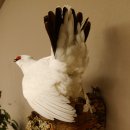 Schneehuhn Alpenschneehuhn Ganzpräparat Präparat mit Herkunftsnachweis 90.61.9