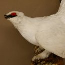 Schneehuhn Alpenschneehuhn Ganzpräparat Präparat mit Herkunftsnachweis 90.61.9