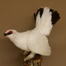 Schneehuhn Alpenschneehuhn Ganzpräparat Präparat mit Herkunftsnachweis 90.61.9