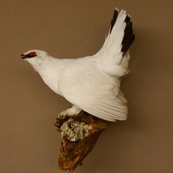 Schneehuhn Alpenschneehuhn Ganzpräparat Präparat mit Herkunftsnachweis 90.61.9