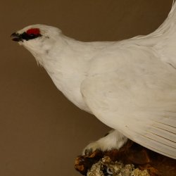 Schneehuhn Alpenschneehuhn Ganzpräparat Präparat mit Herkunftsnachweis 90.61.9