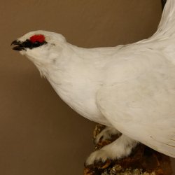 Schneehuhn Alpenschneehuhn Ganzpräparat Präparat mit Herkunftsnachweis 90.61.9