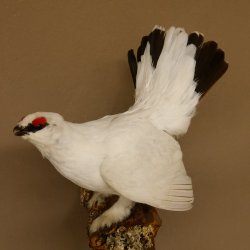 Schneehuhn Alpenschneehuhn Ganzpräparat Präparat mit Herkunftsnachweis 90.61.9