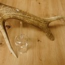 Schnapsanbieter 6 große Gläser Steckglas mit Stiel auf Rothirschstange Geschenk 27.60.2.36