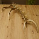 Schnapsanbieter 6 kleine Gläser Steckglas mit Stiel auf Rothirschstange Geschenk 27.60.2.39