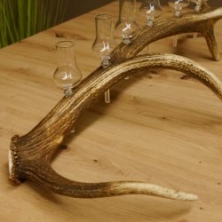 Schnapsanbieter 6 kleine Gläser Steckglas mit Stiel auf Rothirschstange Geschenk 27.60.2.39