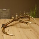 Schnapsanbieter 6 kleine Gläser Steckglas mit Stiel auf Rothirschstange Geschenk 27.60.2.40