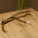 Schnapsanbieter 6 kleine Gläser Steckglas mit Stiel auf Rothirschstange Geschenk 27.60.2.40