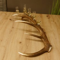 Schnapsanbieter 6 kleine Gläser Steckglas mit Stiel auf Rothirschstange Geschenk 27.60.2.41