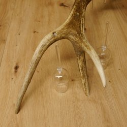 Schnapsanbieter 6 kleine Gläser Steckglas mit Stiel auf Rothirschstange Geschenk 27.60.2.42